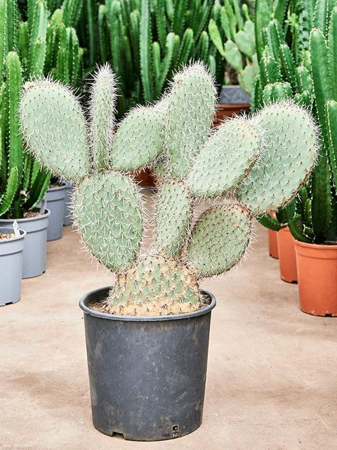 Opuntia pailana