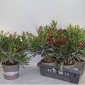 Nerium oleander MIX