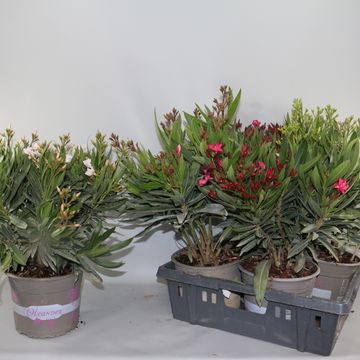 Nerium oleander MIX