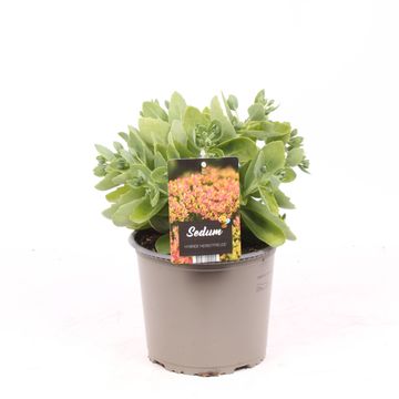 Sedum 'Herbstfreude'