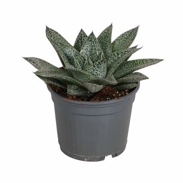 Gasteria 'D Nella'