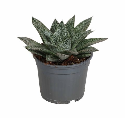 Gasteria 'D Nella'
