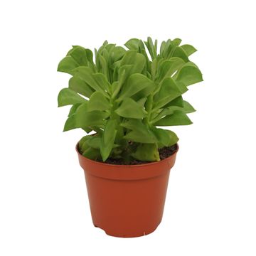 Peperomia dolabriformis