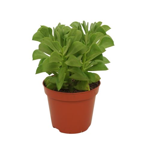 Peperomia dolabriformis