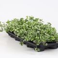Trifolium repens