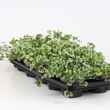 Trifolium repens