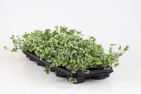 Trifolium repens