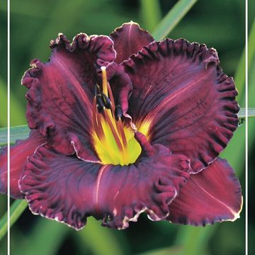 Hemerocallis 'Purplelicious'