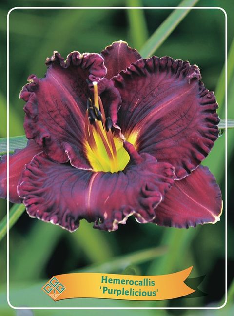 Hemerocallis 'Purplelicious'