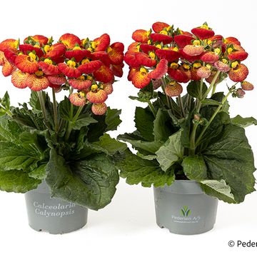 Calceolaria CALYNOPSIS YELLOW WITH RED