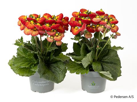 Calceolaria CALYNOPSIS YELLOW WITH RED