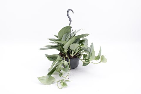 Scindapsus treubii 'Moonlight'