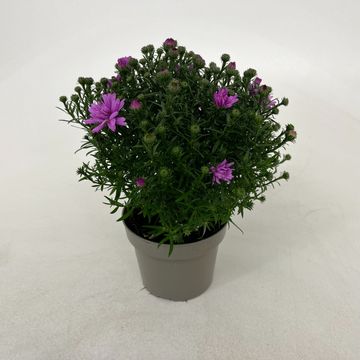 Aster ALPHA LIGHT PINK