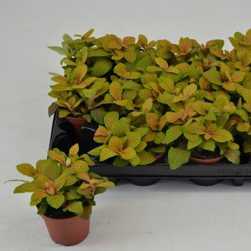 Fittonia MOSAIC SKELETON