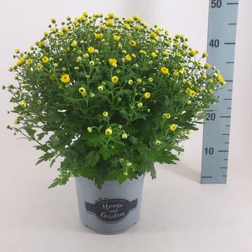 Chrysanthemum 'Jasoda Dark Yellow'