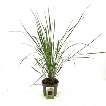 Calamagrostis x acutiflora 'Karl Foerster'