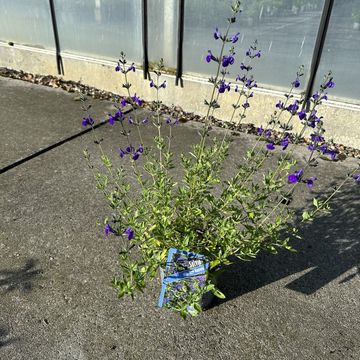 Salvia microphylla 'Blue Monrovia'