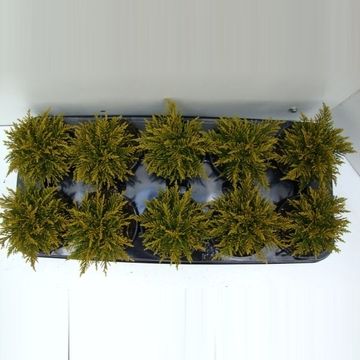 Hebe ochracea 'James Stirling'