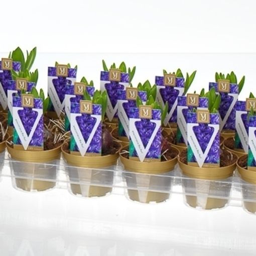 Hyacinthus Гиацинт восточный 'Блу Перл'