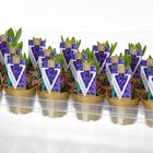 Hyacinthus Гиацинт восточный 'Блу Перл'