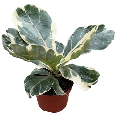 Ficus lyrata 'Variegata'