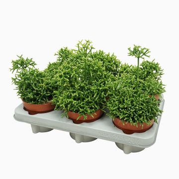 Rhipsalis cereuscula