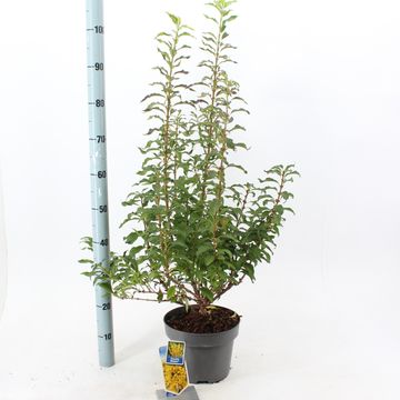 Forsythia x intermedia MIKADOR