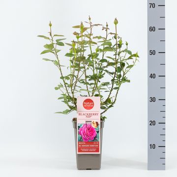 Rosa BLACKBERRY NIP