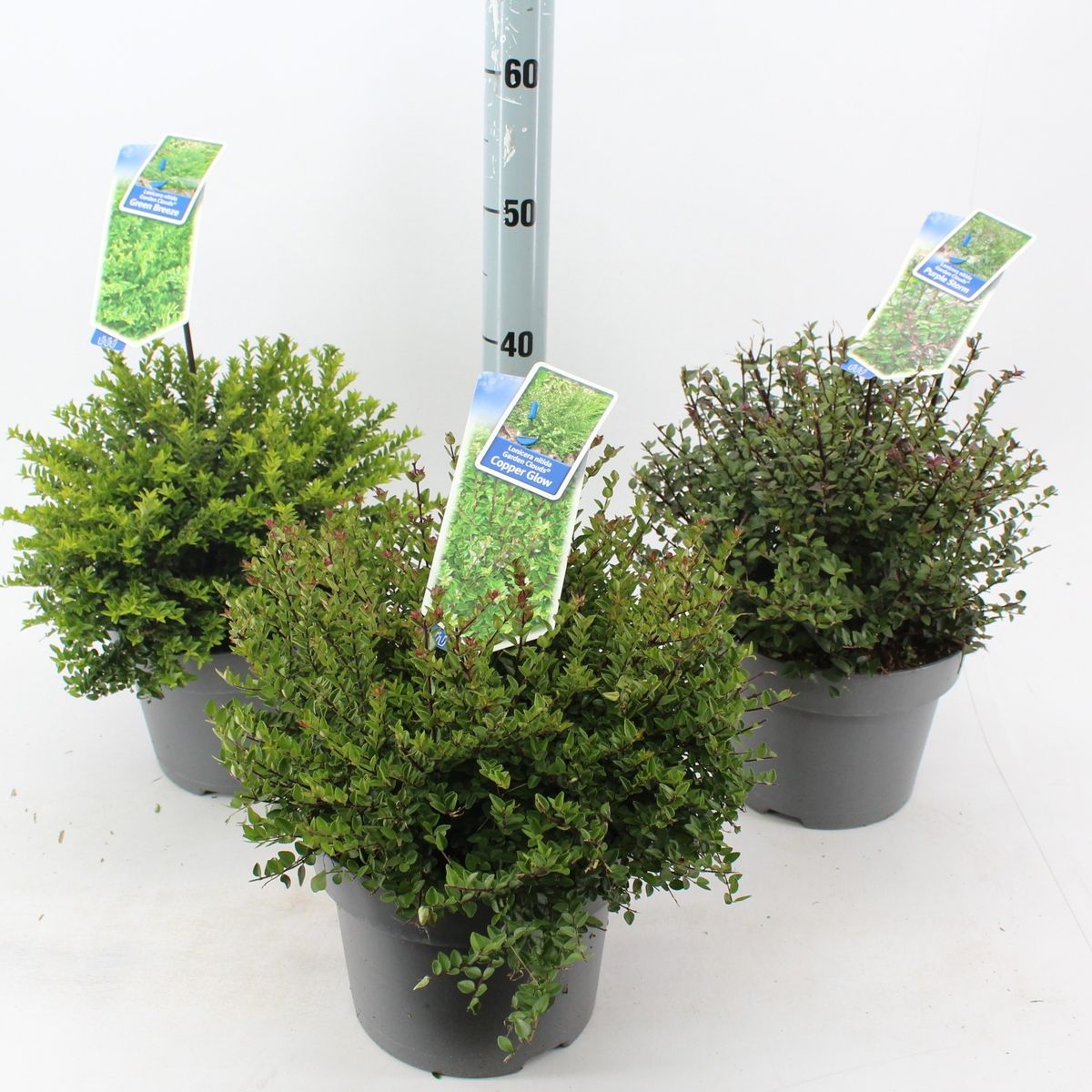 zz plant zamioculcas zamiifolia Zamioculcas Zamiifolia (ZZ) main image 1