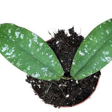 Hoya mitrata 'Splash'