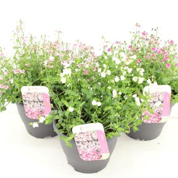 Diascia FLYING COLORS MIX