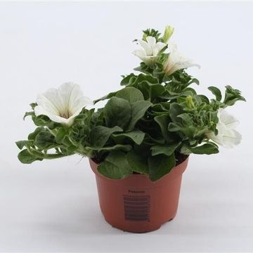 Petunia SURFINIA BABY WHITE