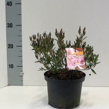 Kalmia polifolia