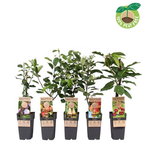 Plantas frutíferas MIX