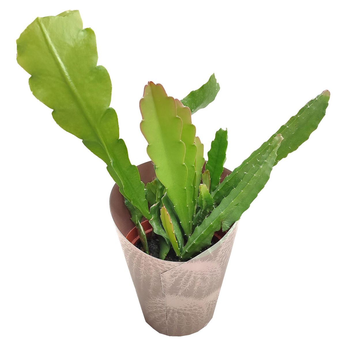 Epiphyllum MIX — Plant Wholesale FlorAccess