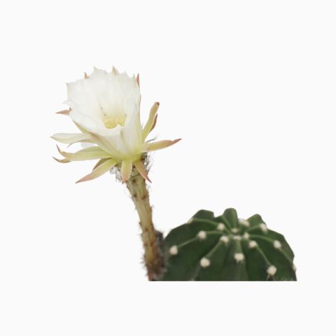 Echinopsis multiplex