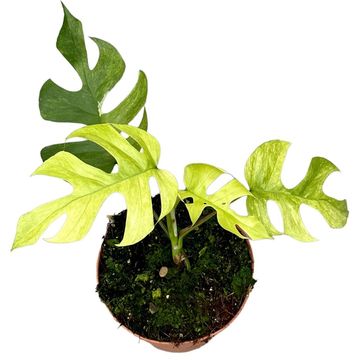 Rhaphidophora tetrasperma 'Variegata'