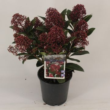 Skimmia japonica 'Rubella'