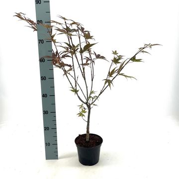 Acer palmatum 'Yezo-nishiki'