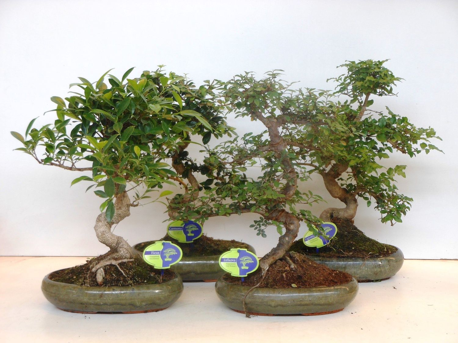 Bonsai MIX — Plant Wholesale FlorAccess