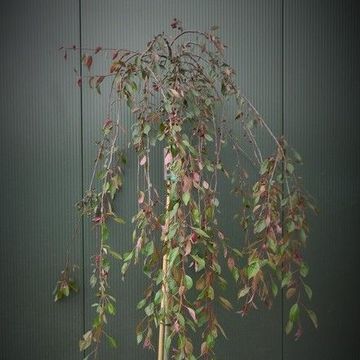 Malus 'Royal Beauty'