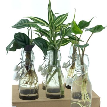 Arrangement Houseplants