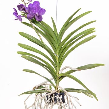 Vanda TAYANEE BLUE