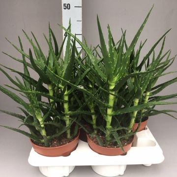 Aloe kedongensis