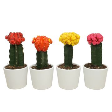 Gymnocalycium mihanovichii MIX