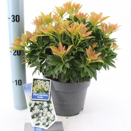 Pieris japonica 'Purity' (About Plants Zundert BV)
