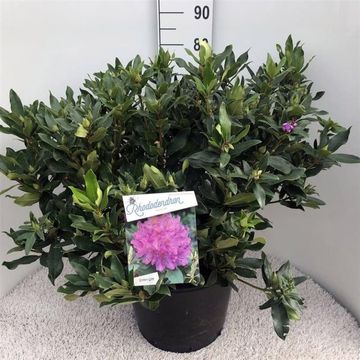 Rhododendron ponticum