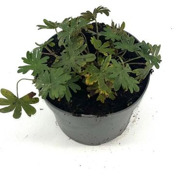 Geranium sanguineum 'Album'