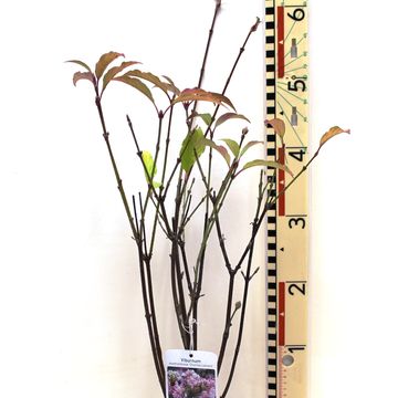 Viburnum x bodnantense 'Charles Lamont'