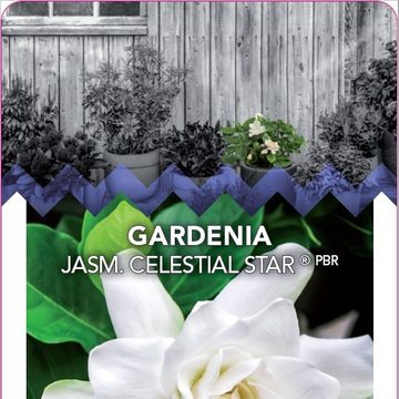 Gardenia jasminoides CELESTIAL STAR